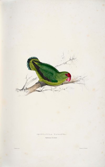 Schwarzköpfchen von Edward Lear